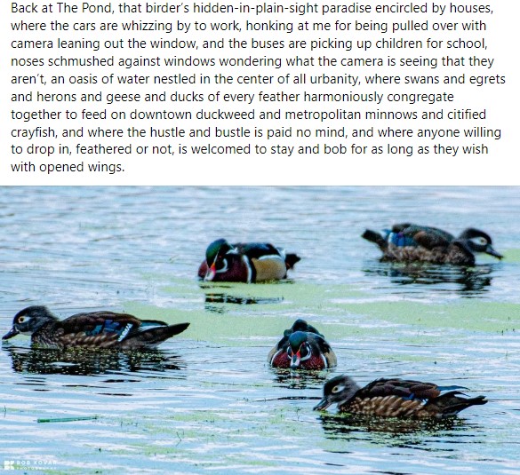 photo of ducks in a lake with text